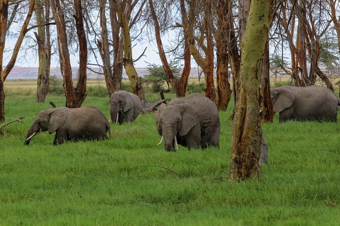6-Day Private Landcruiser Safari to Masai Mara, Nakuru & Amboseli - Guides and game drives: what private really changes