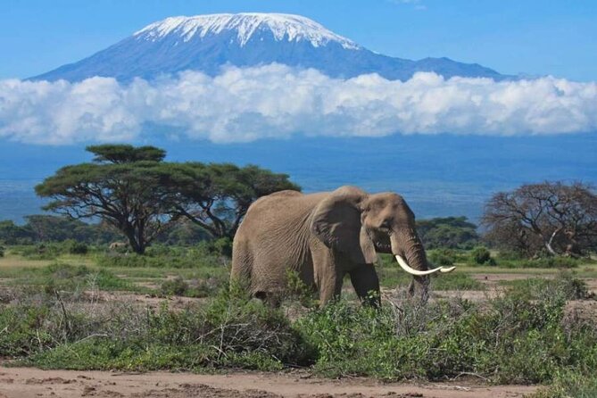 6-Day Private Landcruiser Safari to Masai Mara, Nakuru & Amboseli - Day 2: A full Masai Mara day for Big Five odds