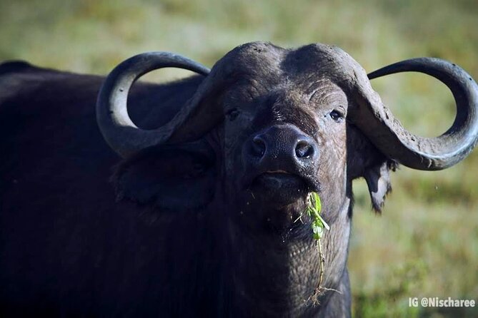 6-Day Samburu, Lake Nakuru, and Masai Mara Safari - Value and pricing: what $2,878.58 buys you