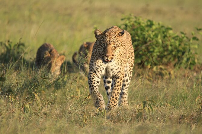 6-Day Samburu, Lake Nakuru, and Masai Mara Safari - Day 6 Nairobi finish: morning exit drive and a souvenir stop