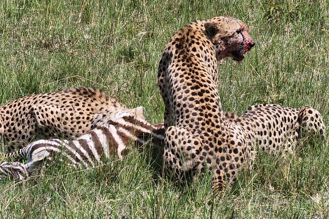 6 Days Amboseli, Lake Naivasha and Masai Mara Adventure - Key highlights to know before you go