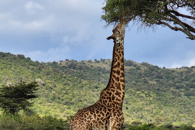 6 Days Amboseli, Lake Naivasha and Masai Mara Adventure - Game drives in Amboseli: how to get more from your afternoon time