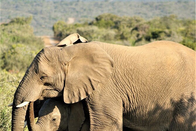 6 Days Amboseli, Lake Naivasha and Masai Mara Adventure - Maasai Mara: where the plains feel alive with migration history