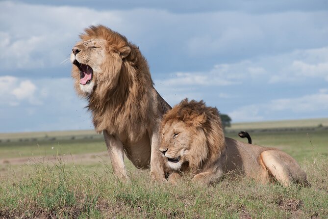 6 Days Amboseli, Lake Naivasha and Masai Mara Adventure - Private transport and the real value of $2,294 per person