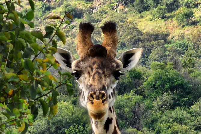6 Days Amboseli, Lake Naivasha and Masai Mara Adventure - Maasai village visit: when culture adds meaning to the wildlife