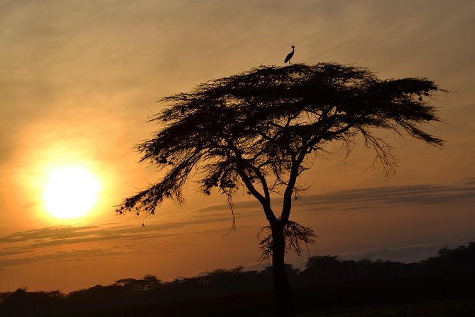 6 Days Amboseli, Lake Nakuru and Masai Mara - Why this Kenya safari route makes sense in 6 days