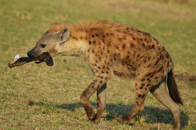 6 Days Amboseli, Lake Nakuru and Masai Mara - Day 6 Nairobi via Lake Naivasha: boat time and a wildlife sanctuary walk