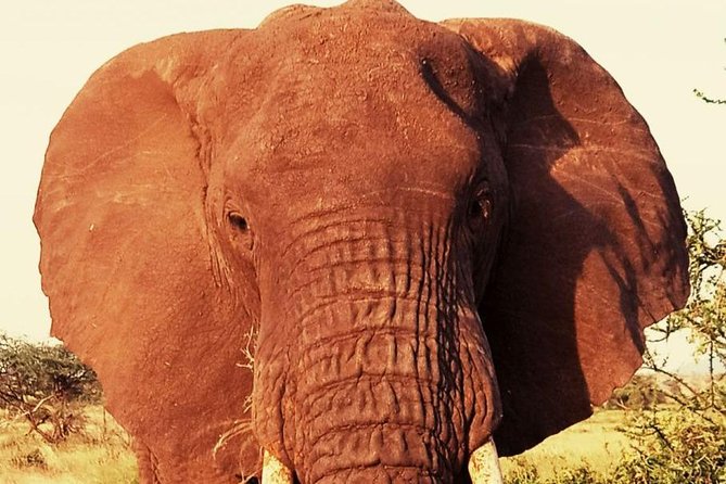6 Days Amboseli, Lake Nakuru and Masai Mara - Guides make or break safari days, and here that’s a big strength