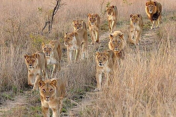 6 Days best of kenya safaris Maasai Mara-Lake Nakuru Amboseli National Park - Maasai Mara: where your days start early and end wild
