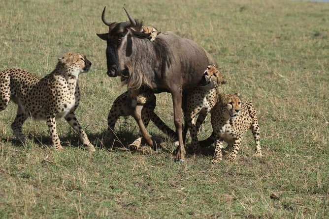6 Days best of kenya safaris Maasai Mara-Lake Nakuru Amboseli National Park - Lake Nakuru: flamingos, white rhinos, and shoreline wildlife
