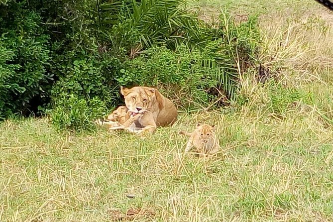 6 Days best of kenya safaris Maasai Mara-Lake Nakuru Amboseli National Park - Amboseli: elephants in swamps, hippos in action, and weather-dependent Kilimanjaro