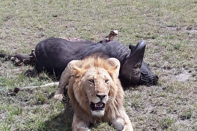 6 Days best of kenya safaris Maasai Mara-Lake Nakuru Amboseli National Park - Meals, entrance fees, and what’s actually included