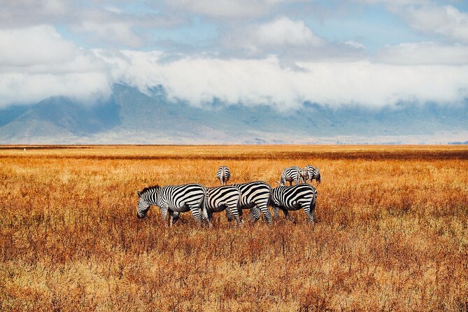 6 Days best of kenya safaris Maasai Mara-Lake Nakuru Amboseli National Park - Price and value: what $980 buys you in three major parks