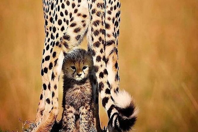 6 Days best of kenya safaris Maasai Mara-Lake Nakuru Amboseli National Park - Packing and mindset for game-drive days