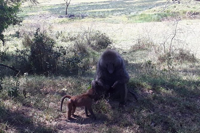 6 Days best of kenya safaris Maasai Mara-Lake Nakuru Amboseli National Park - Getting from Mara to Nakuru: a shorter day that resets your eyes