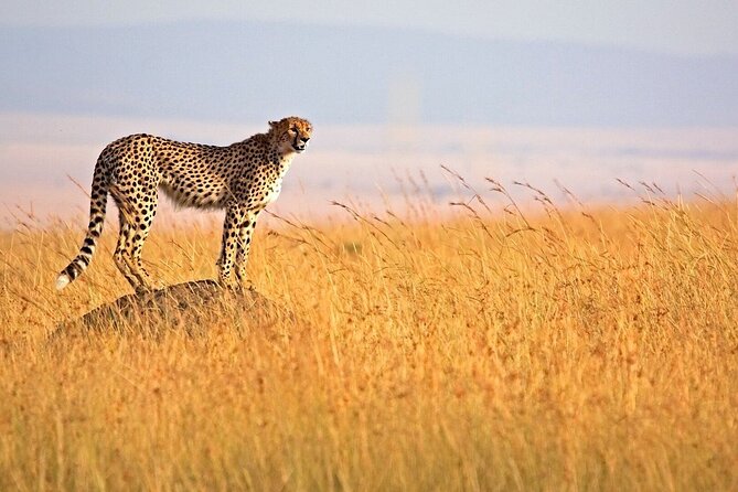 6 Days Group Multi Day Tour Masai Mara Lake Nakuru and Amboseli - Day 6: your final Amboseli moments, then back to Nairobi