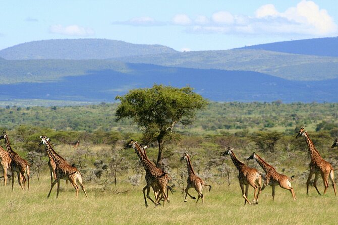 6 Days Group Multi Day Tour Masai Mara Lake Nakuru and Amboseli - Day 2 in the Mara: sunrise to sunset game drives