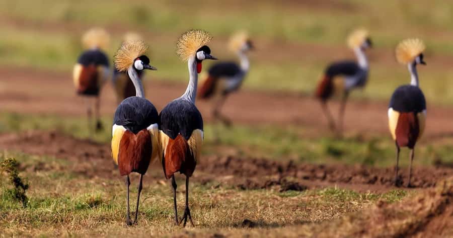 6 Days, Group Safari to Masai Mara, Lake Nakuru and Amboseli - Key things to love about this 6-day safari