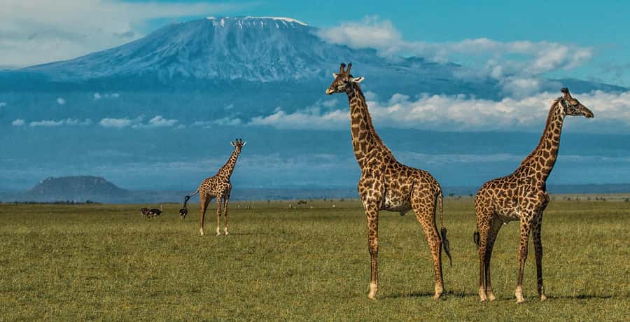 6 Days, Group Safari to Masai Mara, Lake Nakuru and Amboseli - Why This 6-Day Kenya Circuit Works
