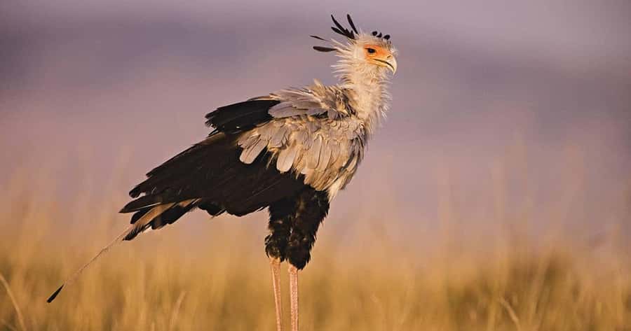 6 Days, Group Safari to Masai Mara, Lake Nakuru and Amboseli - Day 2: Full day Maasai Mara for Big Five chances and Mara River action