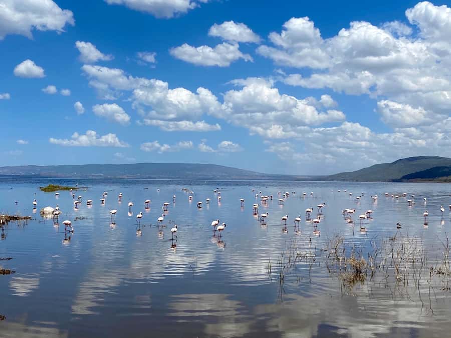 6 Days, Group Safari to Masai Mara, Lake Nakuru and Amboseli - Day 3: Maasai Mara to Lake Nakuru, plus optional Maasai village and Lake Naivaha boat time