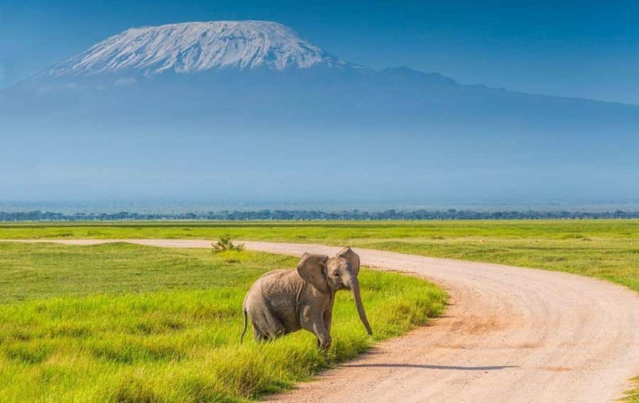 6 Days, Group Safari to Masai Mara, Lake Nakuru and Amboseli - Day 5: Full day in Amboseli, elephants in herds, predator hunting, and a viewpoint with a birds-eye feel