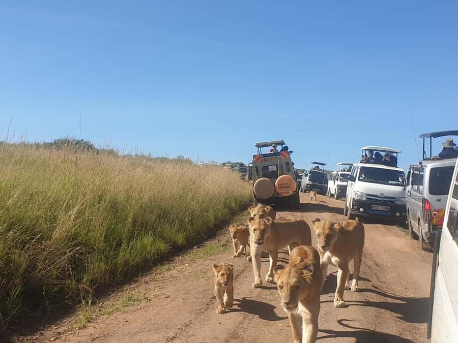 6 Days, Group Safari to Masai Mara, Lake Nakuru and Amboseli - Price and Logistics: Does $750 buy real value?