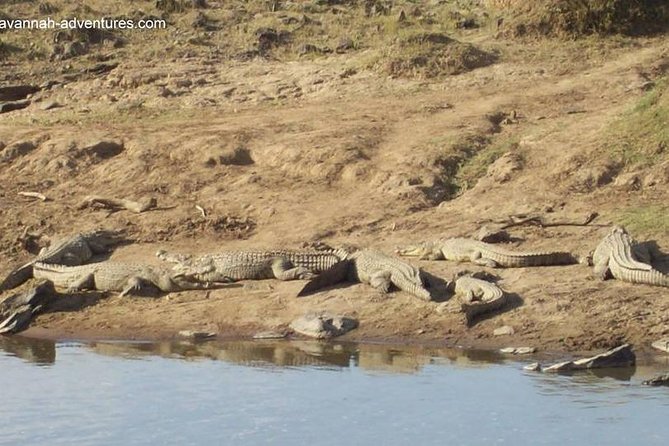 6 days guided safari: nairobi / lake nakuru / lake naivasha / masai mara n r - Day 4: Masai Mara National Reserve starts with a sunset-focused drive