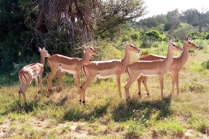 6 days guided safari: nairobi / lake nakuru / lake naivasha / masai mara n r - Day 5: Full day Masai Mara with all meals included