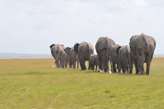 6 Days in Masai Mara- Lake Nakuru- Amboseli - Masai Mara starts the show: Nairobi pickup, Rift Valley stops, and your first drive