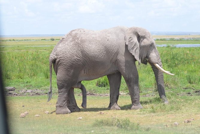 6 Days in Masai Mara- Lake Nakuru- Amboseli - Value check: what’s included, what costs extra, and how to budget realistically