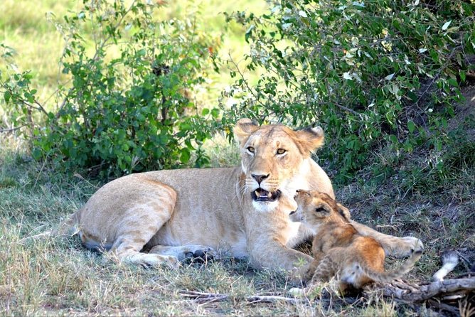 6 Days in Masai Mara- Lake Nakuru- Amboseli - Day 2 Maasai Mara: full day game viewing and a picnic lunch at Hippo Pool