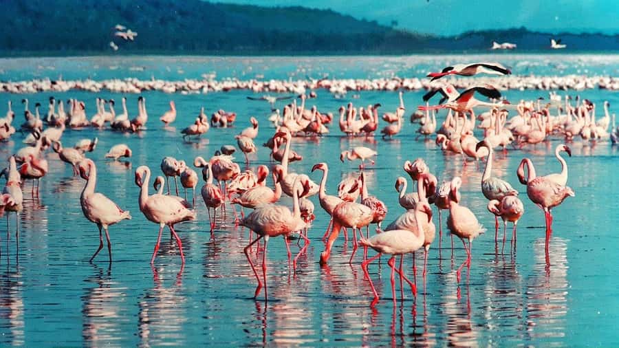 6 Days Kenya Budget Safari - Key highlights worth planning around