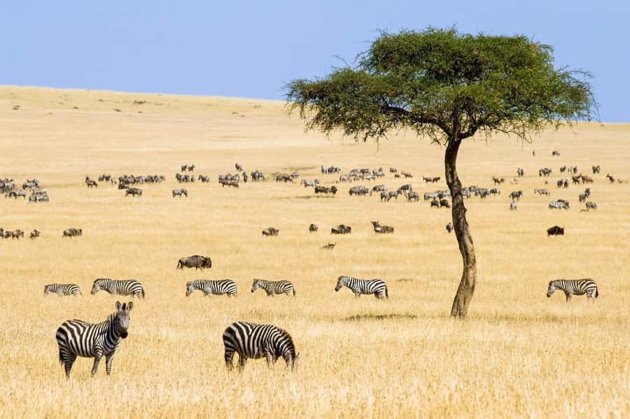 6 Days Kenya Budget Safari - Price and logistics: is $205 really a good deal?