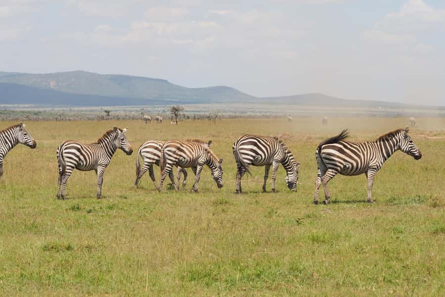 6 Days Kenya Budget Safari - Day 1: Nairobi to Maasai Mara, with a Rift Valley viewpoint