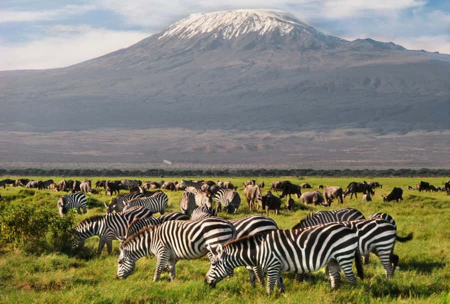 6 Days Kenya Budget Safari - Day 2: Full day Masai Mara, Big Cats, and migration odds