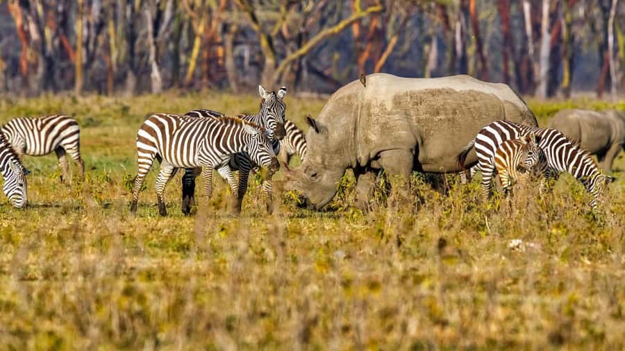 6 Days Kenya Budget Safari - Day 3: Maasai Mara to Nakuru, plus an optional Masai Village