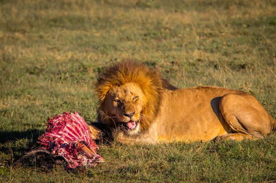 6 Days Kenya Budget Safari - The pop-up roof jeep: why it changes your sightings