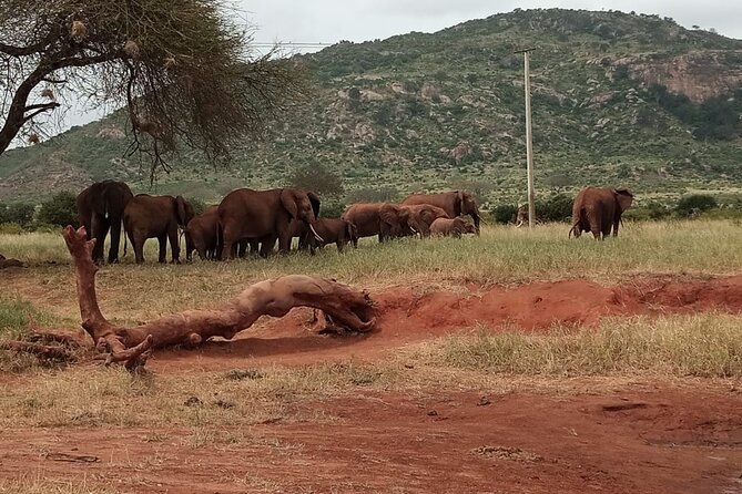 6 Days Kenya Masai Mara,Lake Nakuru & Amboseli Wildlife Safari - Nairobi Pickup and the First Afternoon in Maasai Mara Plains