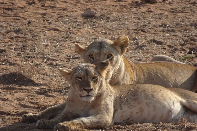 6 Days Kenya Masai Mara,Lake Nakuru & Amboseli Wildlife Safari - Amboseli Evening Game Drive: Elephants, Open Views, and Mt Kilimanjaro in the Background