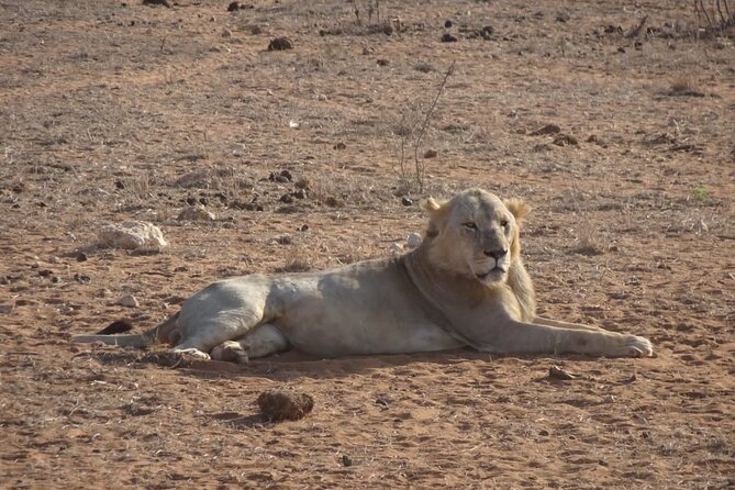 6 Days Kenya Masai Mara,Lake Nakuru & Amboseli Wildlife Safari - Amboseli Full-Day Game Drive and Kilimanjaro Views