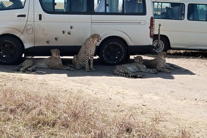 6 Days Kenya Masai Mara,Lake Nakuru & Amboseli Wildlife Safari - Your Final Morning in Amboseli and Return to Nairobi