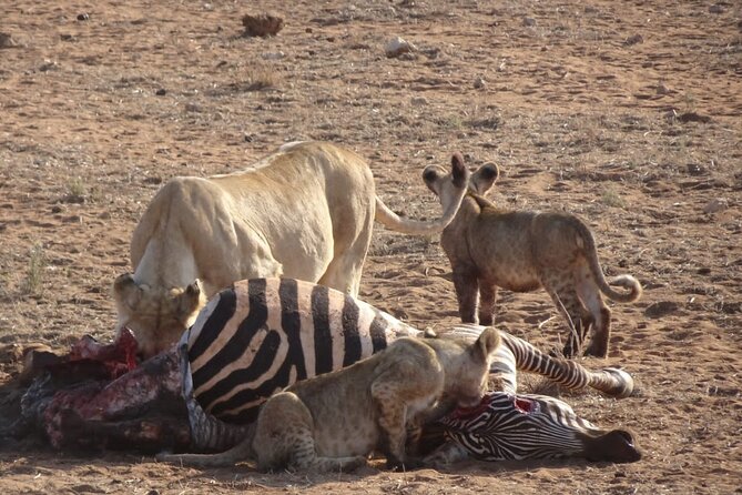 6 Days Kenya Masai Mara,Lake Nakuru & Amboseli Wildlife Safari - The Day-by-Day Pace: Why It Feels Balanced, Not Random
