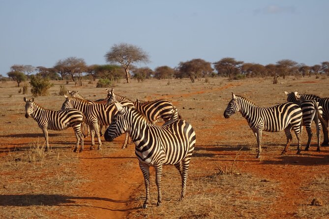 6 Days Kenya Masai Mara,Lake Nakuru & Amboseli Wildlife Safari - Lake Nakuru: Viewpoint Time, Birds, and Easy Scenery Stops