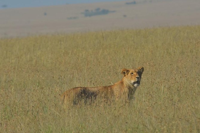 6 Days Maasai Mara/Nakuru/Amboseli Group Safari - Maasai Mara National Reserve: migration drama and Big Five odds
