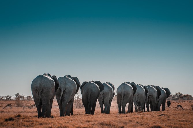 6 Days Maasai Mara/Nakuru/Amboseli Group Safari - Mara day timing: Hippos pool lunch plus optional magic