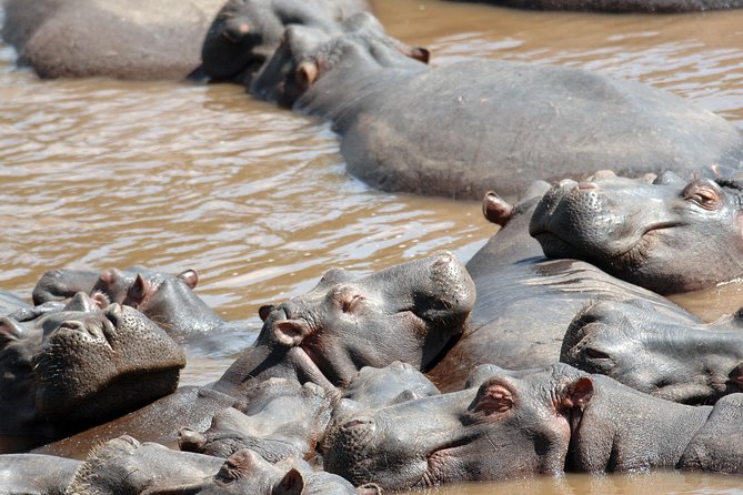 6 Days Maasai Mara/Nakuru/Amboseli Group Safari - Lake Nakuru National Park: flamingoes and rhino-and-bird variety