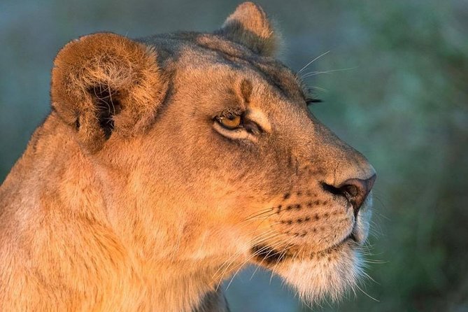 6 Days Masai Mara, Lake Nakuru & Amboseli-Ultimate Kenyan Safari - Nairobi morning: the 7 AM pickup and Rift Valley stop
