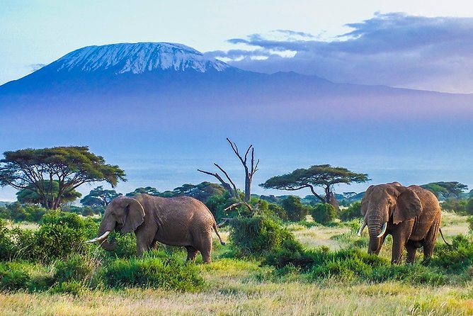 6 Days Masai Mara, Lake Nakuru & Amboseli-Ultimate Kenyan Safari - Entering Masai Mara: evenings, full day, and predator odds