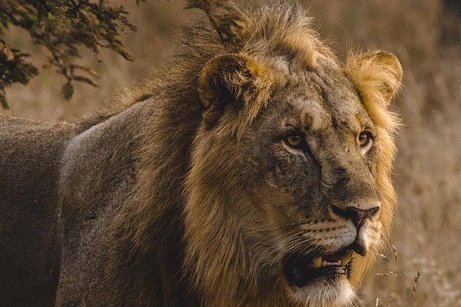 6 Days Masai Mara, Lake Nakuru & Amboseli-Ultimate Kenyan Safari - Amboseli and Kilimanjaro: elephants in big herds and morning light